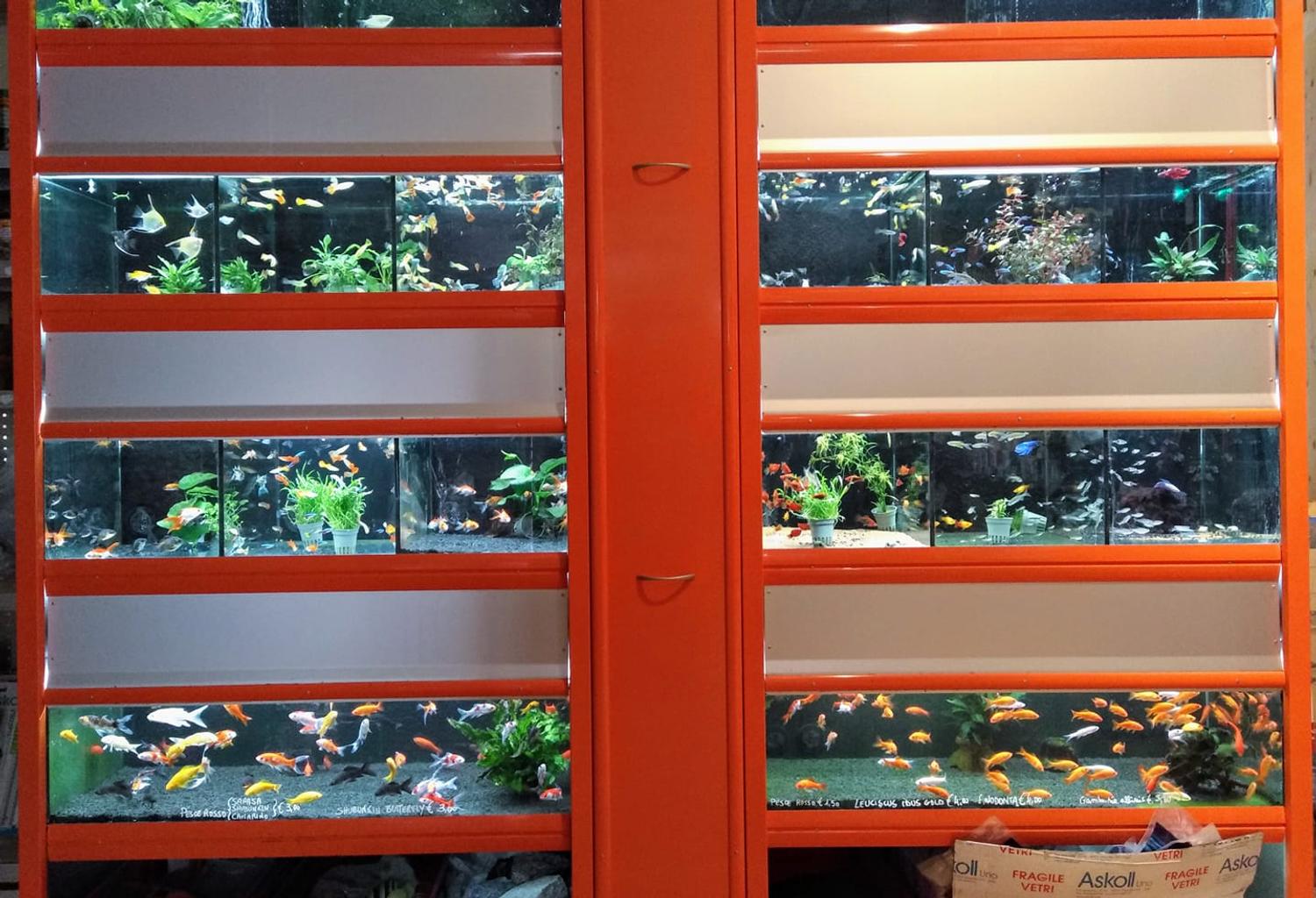 Azienda in vendita: Vendesi attività Pet shop  a Italia - Altro - Immagine foto 2
