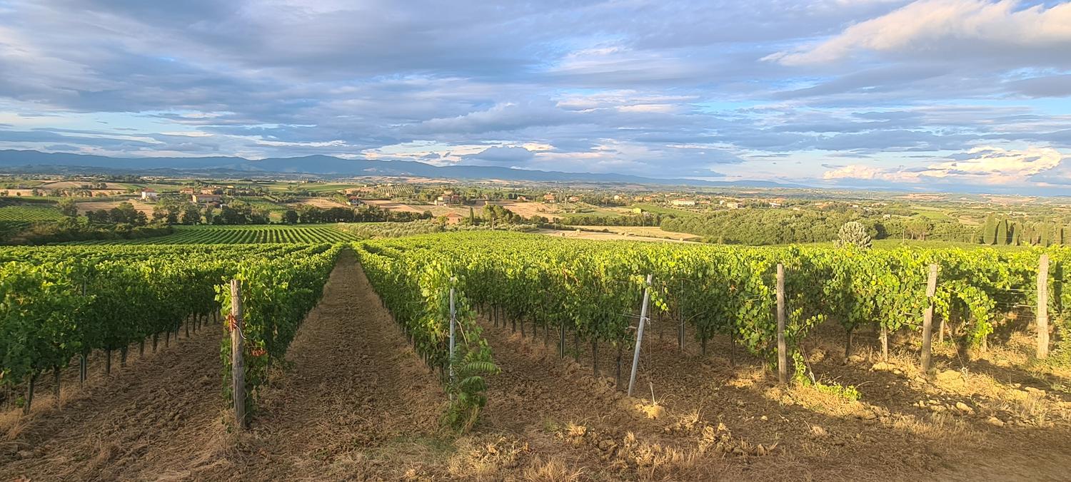 Azienda in vendita: Vendesi Azienda Viticola a Italia - Aziende vitivinicole - Immagine principale