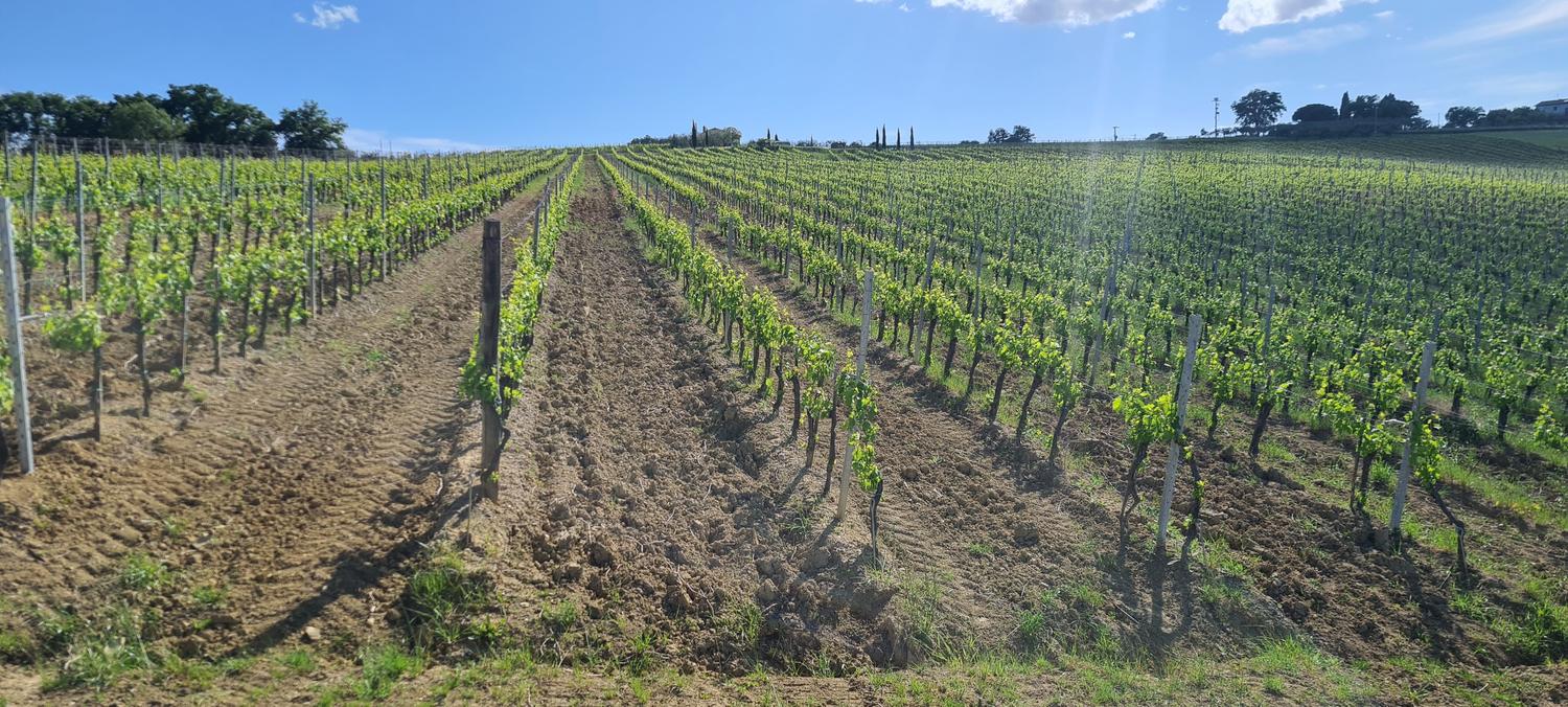 Azienda in vendita: Vendesi Azienda Viticola a Italia - Aziende vitivinicole - Immagine foto 2