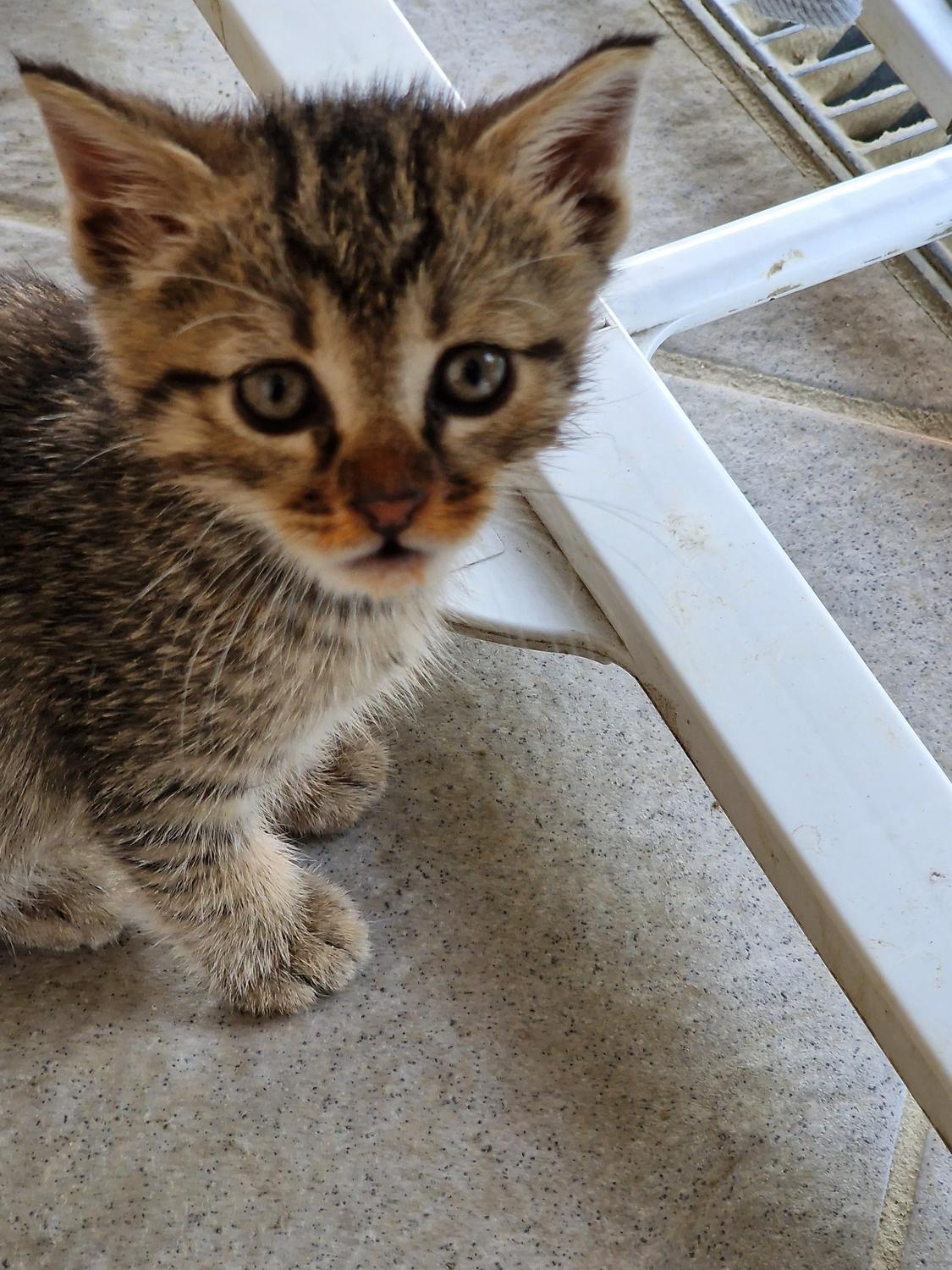 Azienda in vendita: Attività di Servizi di Pulizie per le fabbriche a Italia - Attività artigianali e professionali - Immagine principale