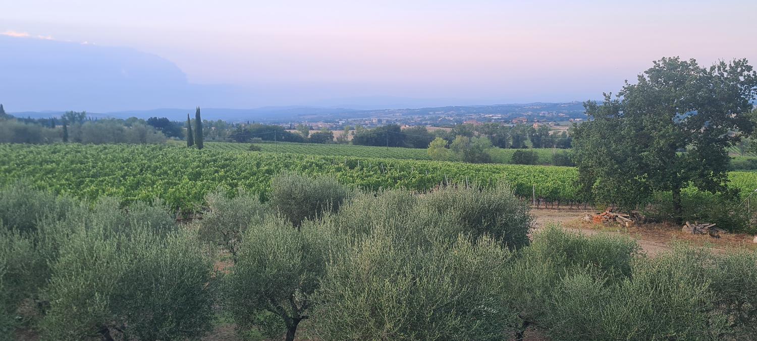 Azienda in vendita: Azienda Agricola Vitivinicola a Italia - Aziende vitivinicole - Immagine foto 3