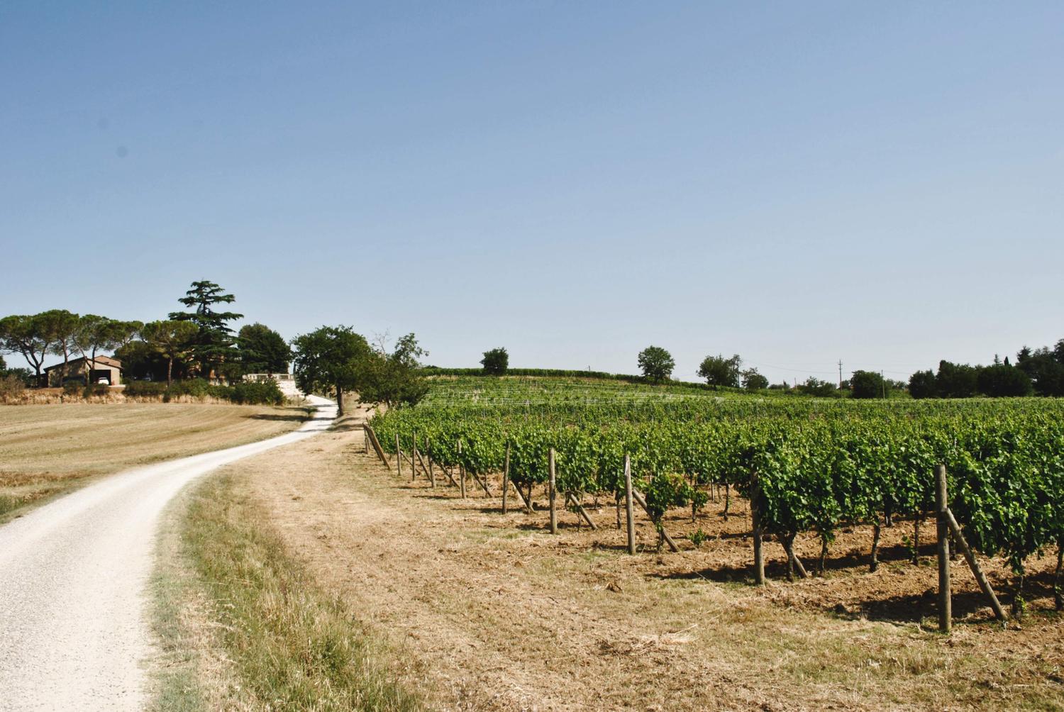 Azienda in vendita: Azienda Vitivinicola a Montepulciano, in Toscana a Italia - Aziende vitivinicole - Immagine principale