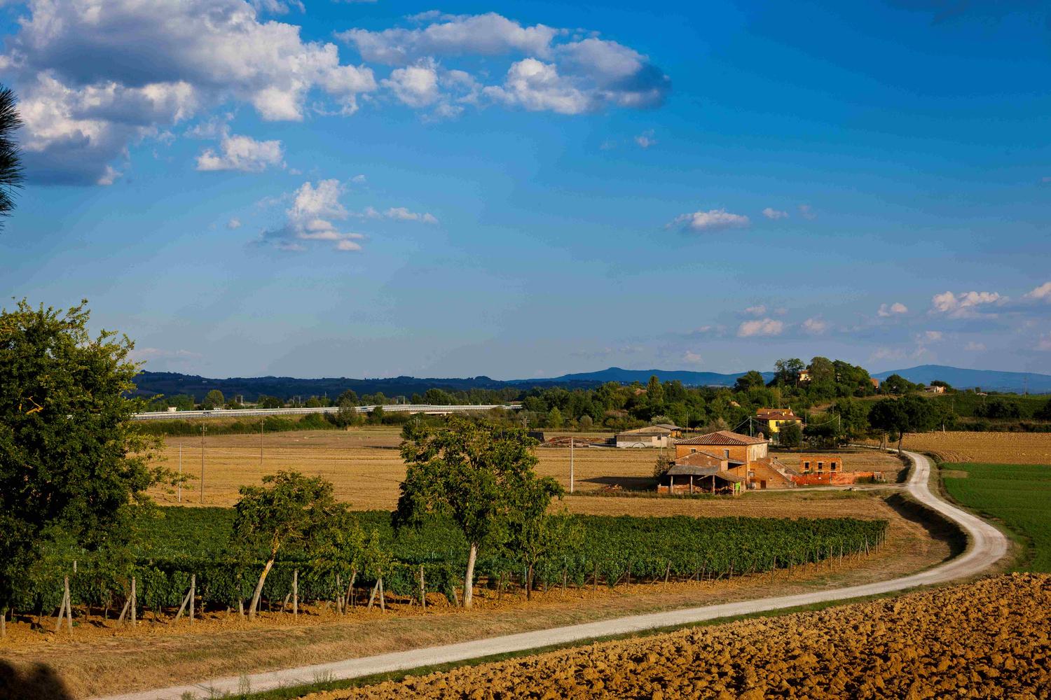 Azienda in vendita: Azienda Vitivinicola a Montepulciano, in Toscana a Italia - Aziende vitivinicole - Immagine foto 4