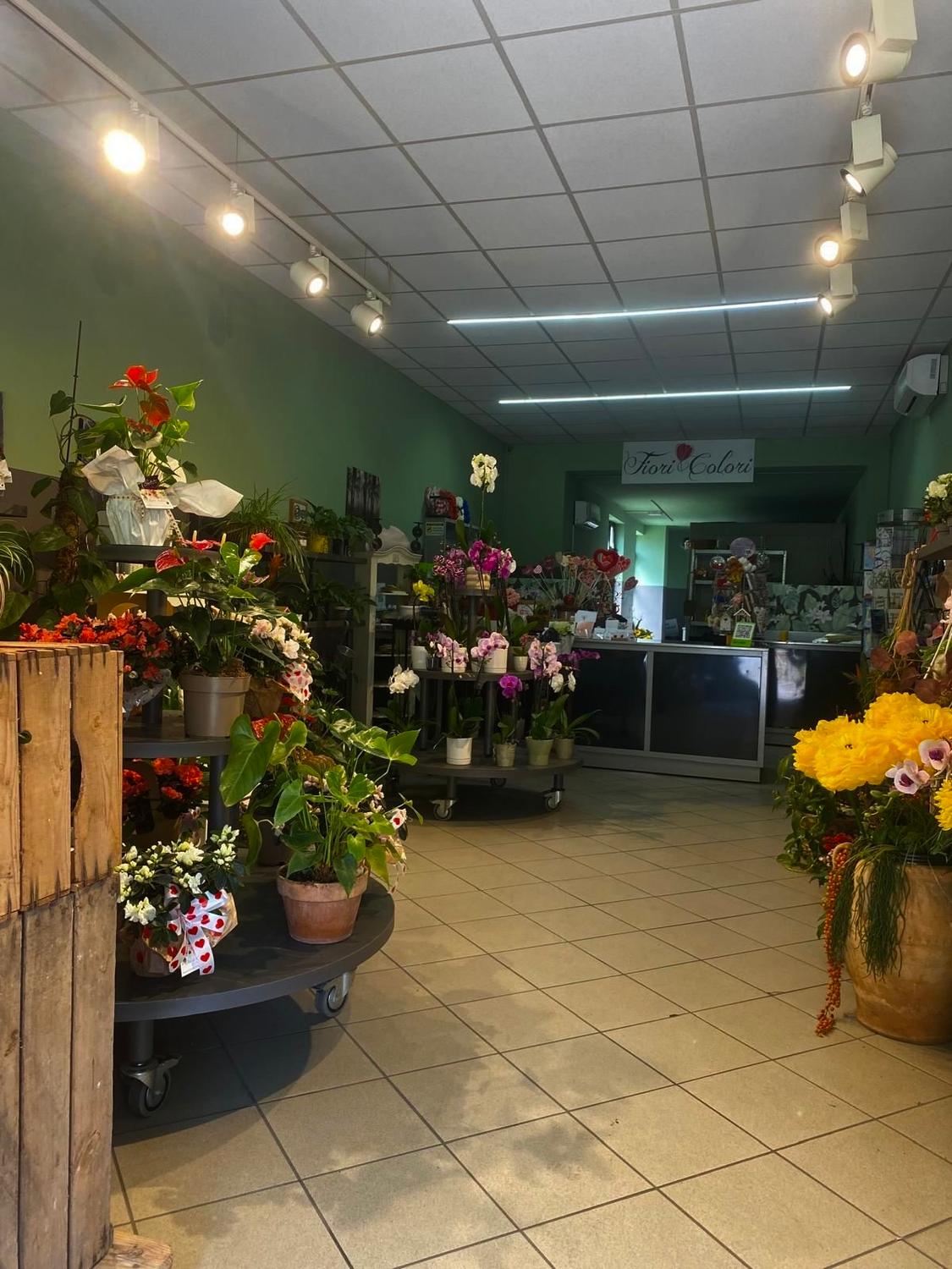 Azienda in vendita: Fioraio avviato a Collegno, ottima posizione e clientela 🌿 a Italia - Fiorai e Garden Center - Immagine foto 4