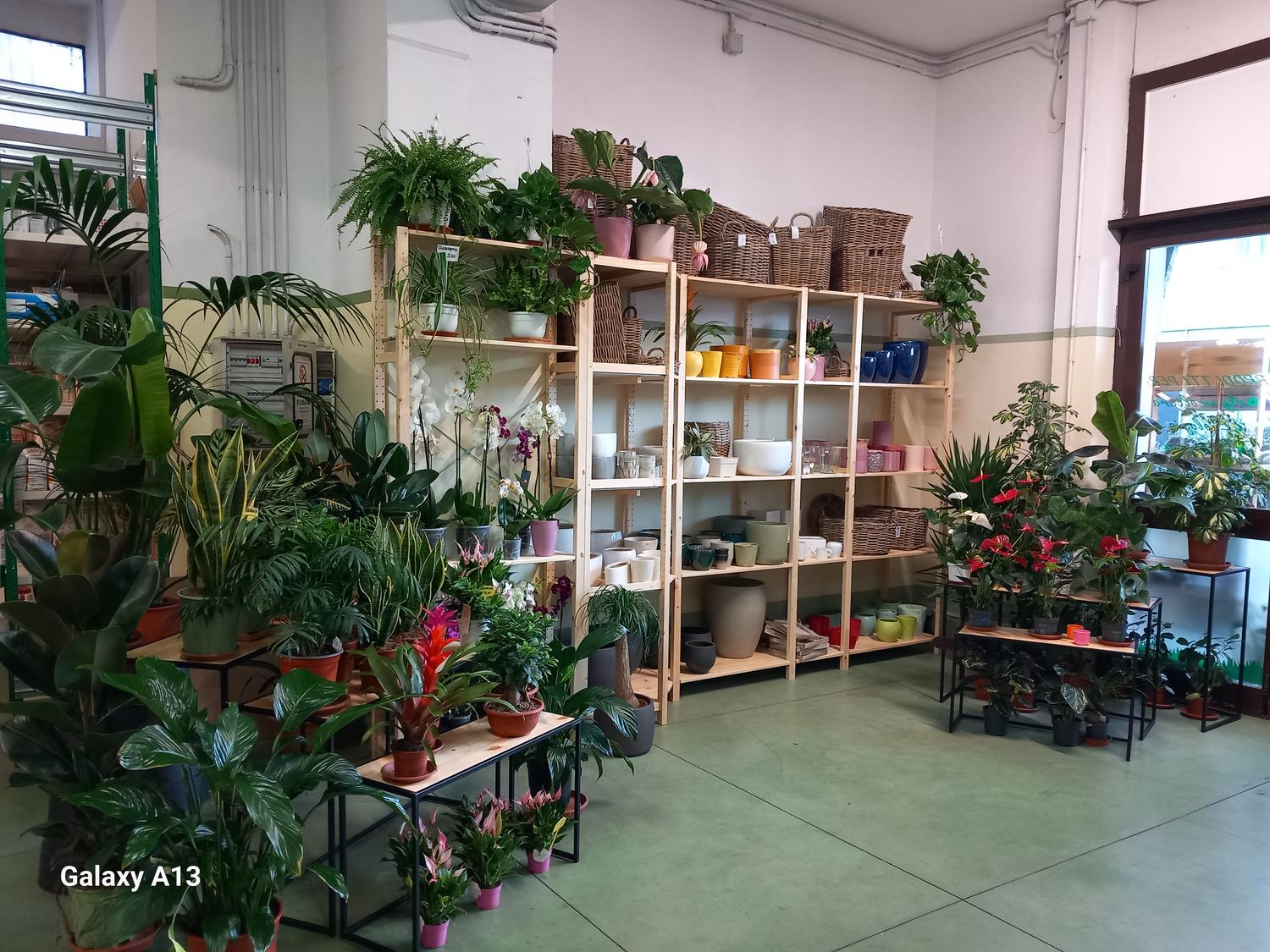 Azienda in vendita: Cedesi storica attività settore agricoltura zootecnia giardinaggi a Italia - Fiorai e Garden Center - Immagine foto 2