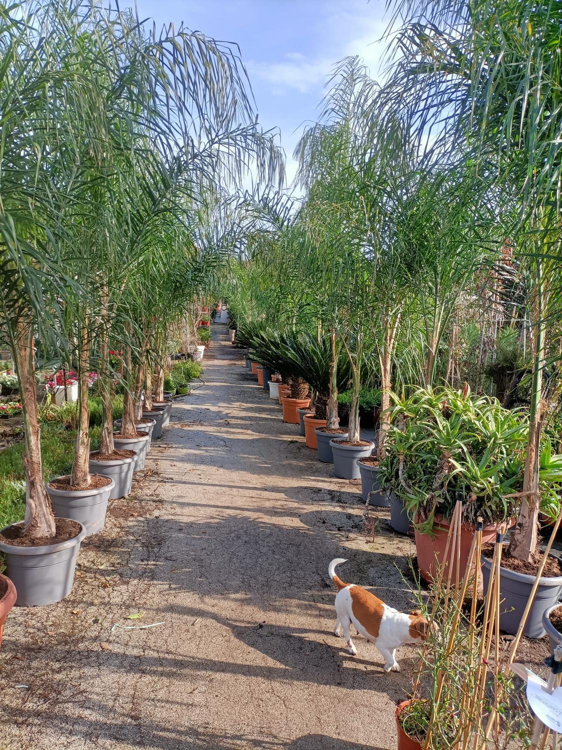 Azienda in vendita: Vendo attività di Garden vivaio manutenzione giardini a Italia - Fiorai e Garden Center - Immagine foto 4