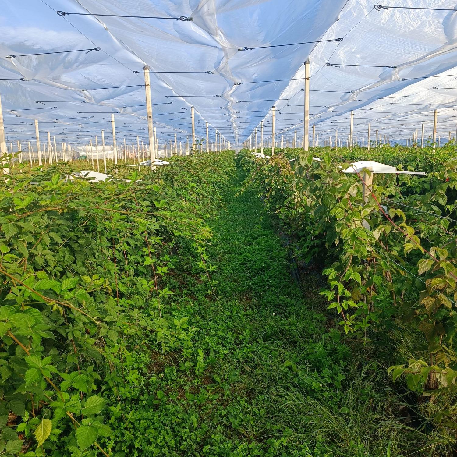 Azienda in vendita: Scopri un gioiello nel cuore della BRIANZA, a due passi da MILANO a Italia - Aziende vitivinicole - Immagine foto 2