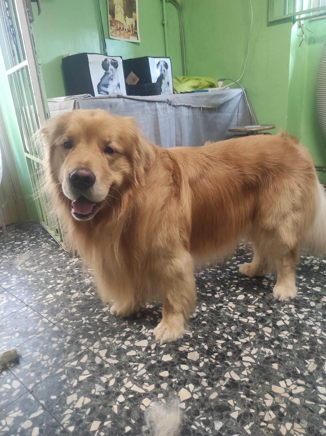Azienda in vendita: Toelettatura storica per cani e gatti cedesi con annesso negozio  a Italia - Prodotti e servizi per animali - Immagine principale